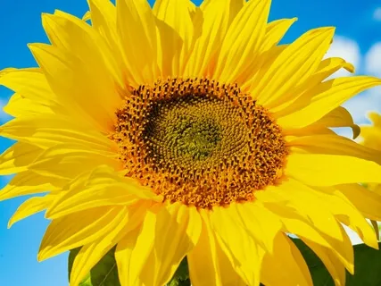 Five Common Blocks In The Solar Plexus Chakra Of Your Biz