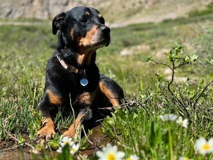 Five-Minute Flow Journal: If My Animal Companion Could Talk