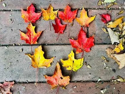 Five Minute Flow Journaling: I Look Forward To...