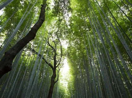 5-Minute Mindfulness Of The Senses