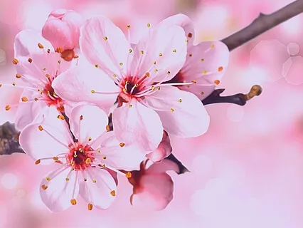 Five Minute Mindfulness