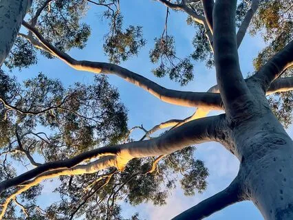 5-Minute Morning Gratitude Practice