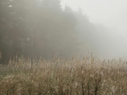 Five Minute Needs Check In