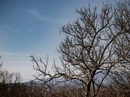 Five Minutes Of Bird Sounds