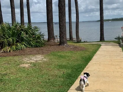 Five Minutes Of Calm With Affirmations