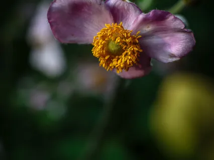 Five Of Cups Meditation