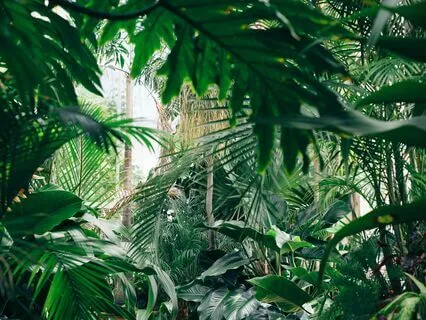 5 Senses Meditation For Grounding And Presence