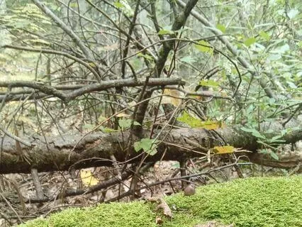 Five Senses Meditation