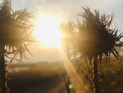 Five Senses Meditation