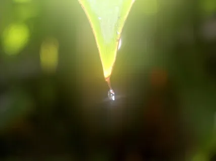 Five Senses Pure Presence Meditation