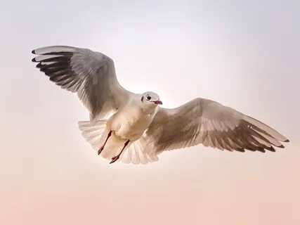 Five Spiritual Faculties: Faith