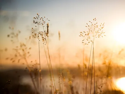 Five States of Mind: A Meditators' Guide For More Focus And Clarity