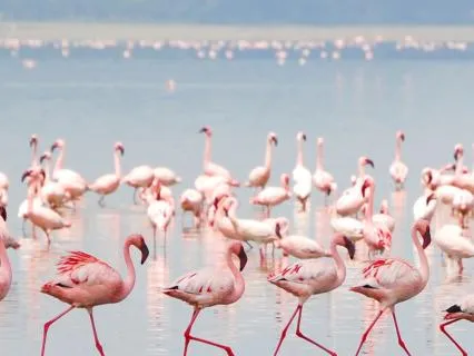 Flamingo Spirit Guide: Balance, Radiance & Belonging