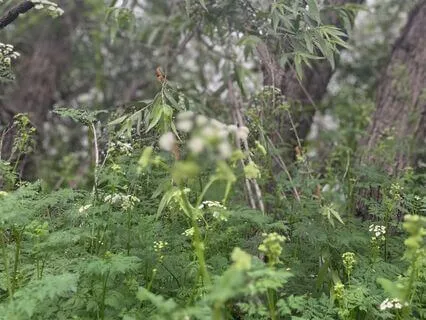 Flashlight Of Fireflies Body Scan- Yoga Nidra+ PMR!