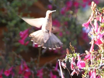 Flight Of Spirit: A Meditation With Condor And Hummingbird