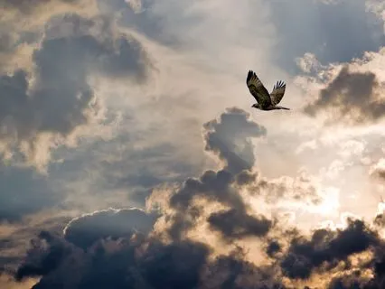 Flight Through The Storm - Transformational Breathwork