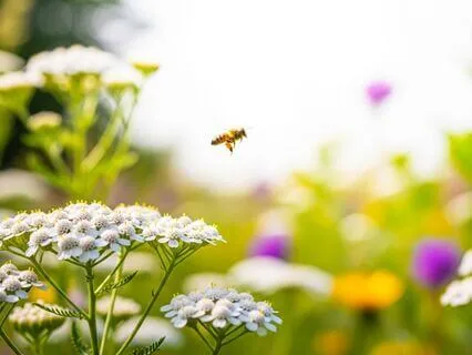 Flirt With Aligned Decisions