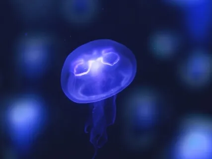 Float Above It Visualisation