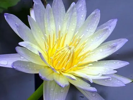 Float Into Calm - Anxiety Release Comfort Frequency 7Hz