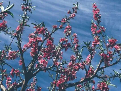 Floating Alpha Plant Waves – 432 Hz Binaural Relax