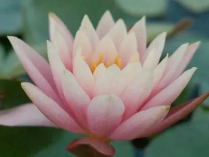 Floating Among Monet’s Lilies