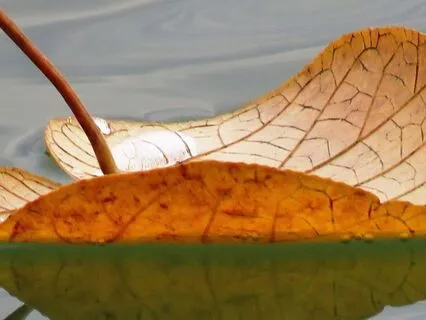 Floating, Drifting, Sailing Into Sleep