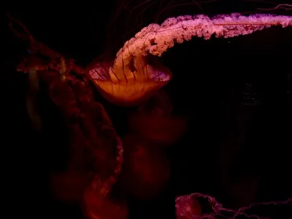 Floating In Cycles - Music To Dwell In The Formless