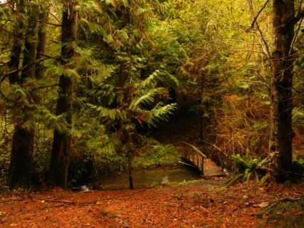 Floating In The Forest: Creating Change & Transformation