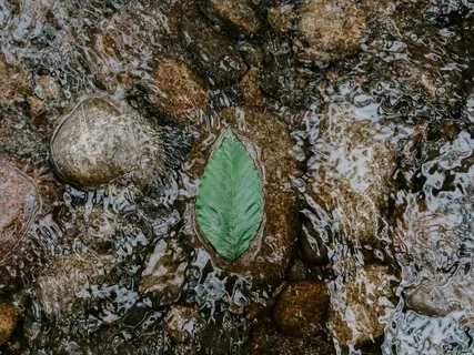 Floating Leaf Visualization