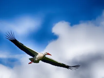 Floating Project (1 Hour version – With Nature)