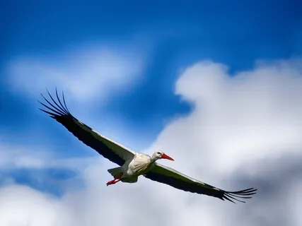 Floating Project #2 (2 Hours With Nature)