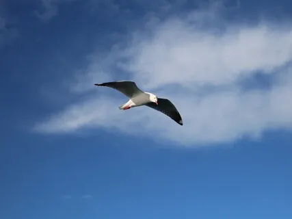 Floating Project #2 (With Nature)