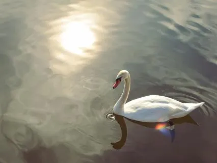 Floating | Drift Away In Your Meditation | 15 Minutes