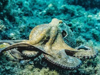 Flow And Awareness: An Octopus Meditation