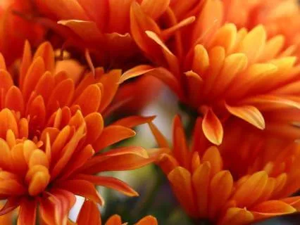 Flow Into Your Sacred Creativity: A Sacral Chakra Meditation