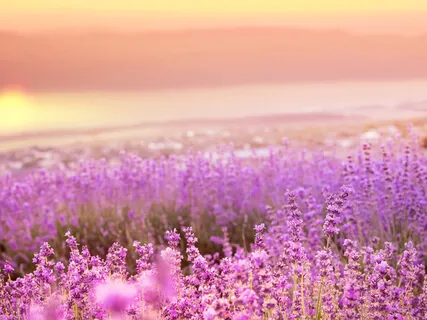 Flow Life With Chakras And affirmations