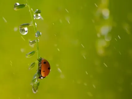 Flow Reset - Relaxing Harp & Rain