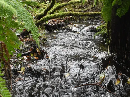 Flow River Flow: Music Inspired By Birr Castle, Ireland