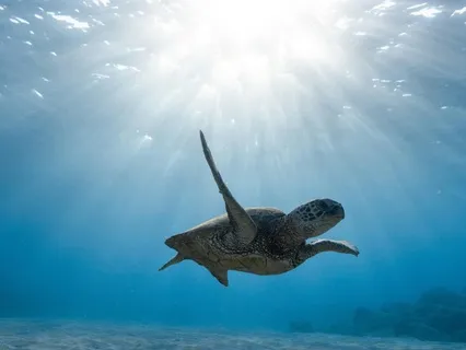 Flow State: Letting Go With The Ocean Flow