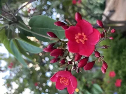 Flower Blooming Breath