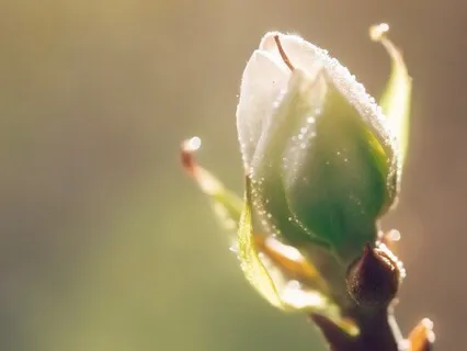 Flower Bud Meditation Dharana Concentration (WoT Inspired)