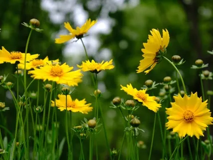 Flower Chakra Meditation
