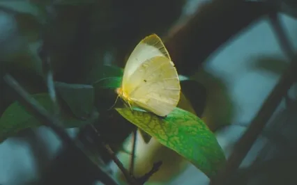 Flower Fables: Clover Blossom By Louisa May Alcott