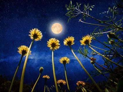 Scorpio Full Moon Meditation: Flower Full Moon Magic