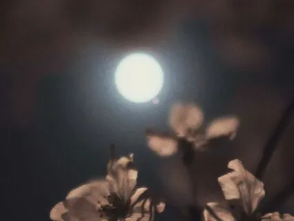 Flower Full Moon Yoga Nidra For Renewal (2026)