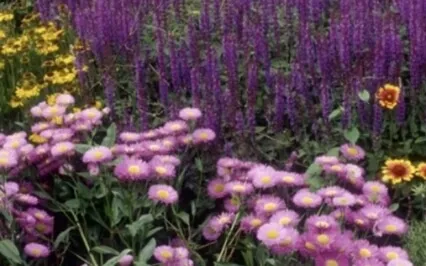 Flower Garden Meditation 