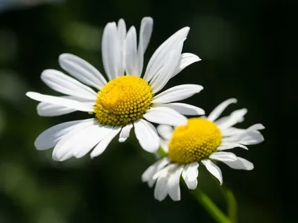 Flower Heal Our Eyes