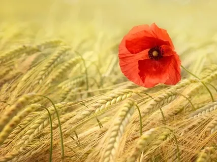Flower In The Wind - Ethereal Cosmic Harp Journey