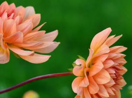 Flower Meditation For Gratitude