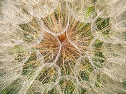 Flower Of Life Meditation For Easing Loneliness